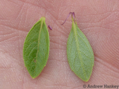 Syncolostemon thorncroftii