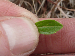 Syncolostemon thorncroftii