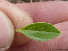 Syncolostemon thorncroftii