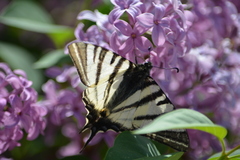 Iphiclides podalirius