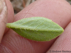 Syncolostemon thorncroftii