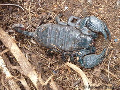 Scorpionoidea