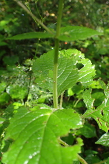 Plectranthus grallatus