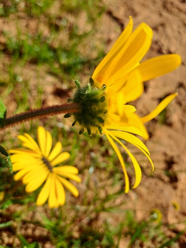 Image of Arctotis hirsuta by (c) Noeleen du Toit, some rights reserved (CC BY-SA)