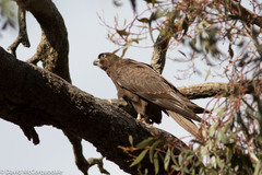 Falco subniger