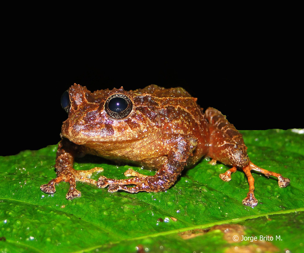 Almendariz's Rainfrog
