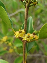 Salacia