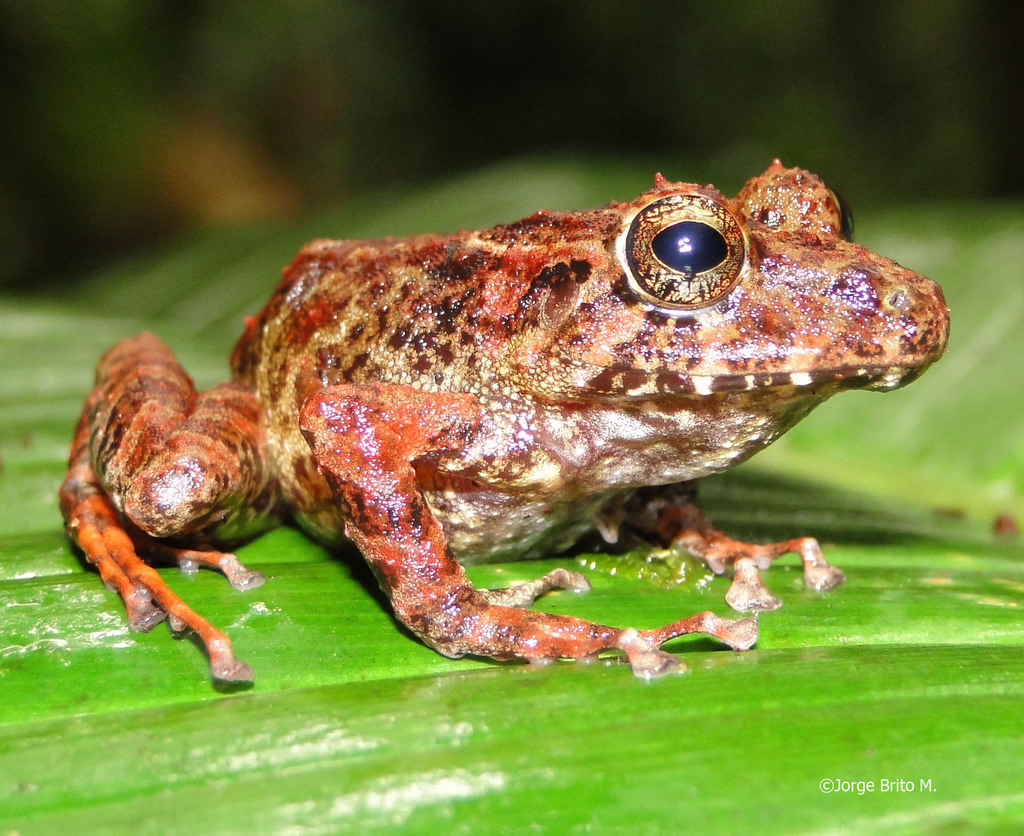 Trench Robber Frog