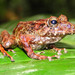 Pristimantis rubicundus - Photo (c) jorgebrito, some rights reserved (CC BY-NC), uploaded by jorgebrito