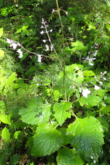 Plectranthus grallatus