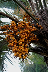 Butia capitata