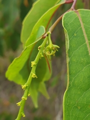 Sclerocroton melanostictus image