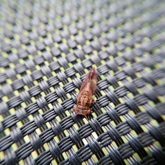 Phellopsylla formicosa