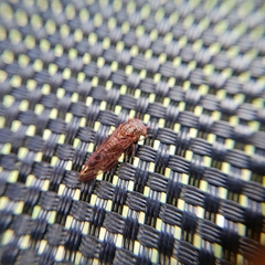 Phellopsylla formicosa