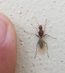 Camponotus inaequalis