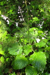 Plectranthus grallatus