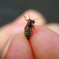 Phellopsylla formicosa