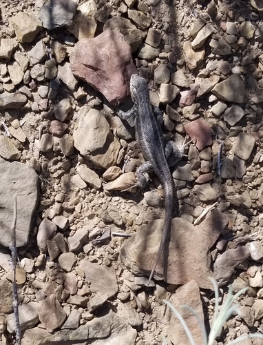 iNaturalist observation photo of Common Sagebrush Lizard