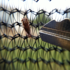 Phellopsylla formicosa