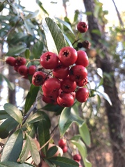 Pyracantha fortuneana