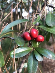 Pyracantha fortuneana
