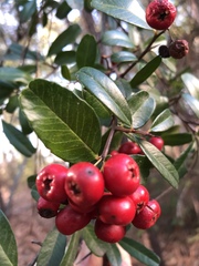 Pyracantha fortuneana