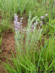 Syncolostemon teucriifolius