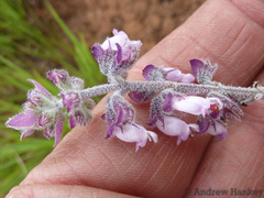 Syncolostemon teucriifolius