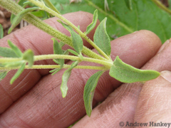 Syncolostemon teucriifolius