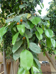 Ficus benjamina nuda