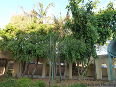 Ficus benjamina nuda