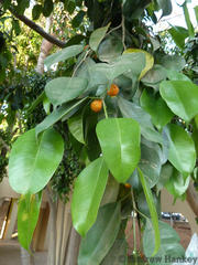 Ficus benjamina nuda