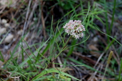 Asclepias michauxii