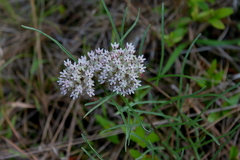 Asclepias michauxii