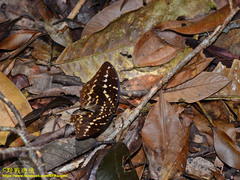 Lexias canescens