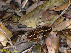 Lexias canescens