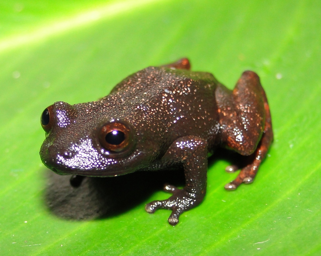 Mura Nunka Rainfrog