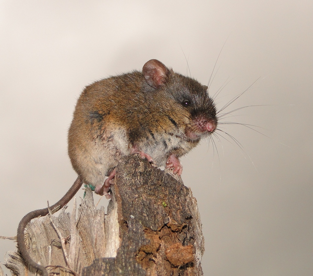 Cinnamon-colored Oldfield Mouse