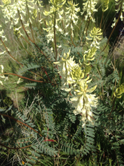Astragalus oxyphysus