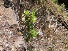 Aeonium glutinosum image