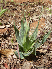 Ledebouria marginata