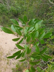 Phyllantheae