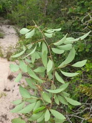 Phyllantheae