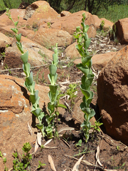 Lopholaena segmentata