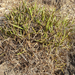 Xerophyta rehmannii - Photo (c) Andrew Hankey, some rights reserved (CC BY-SA), uploaded by Andrew Hankey
