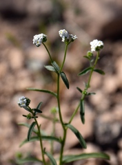 Cryptantha utahensis