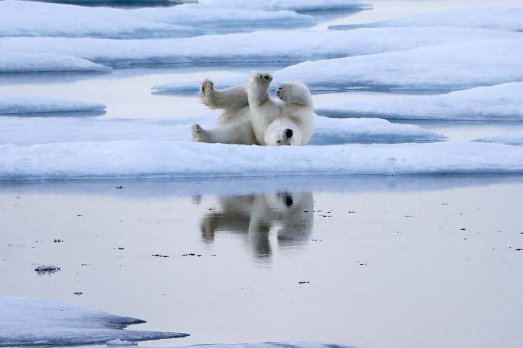 Polar bear lying on its back on pack ice, reflected in a pool of still water