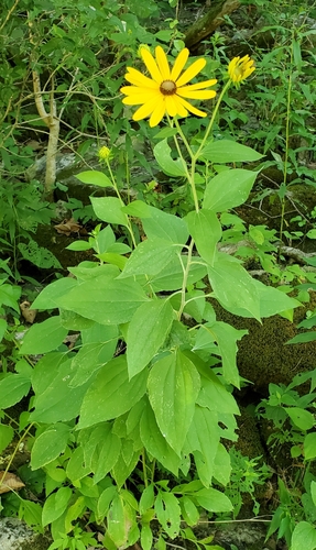 Rudbeckia subtomentosa
