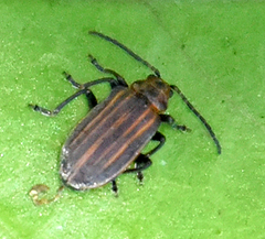 Neolochmaea dilatipennis