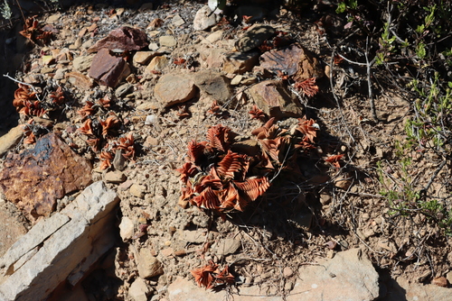 Image of Haworthiopsis viscosa by (c) Tony Rebelo, some rights reserved (CC BY-SA)